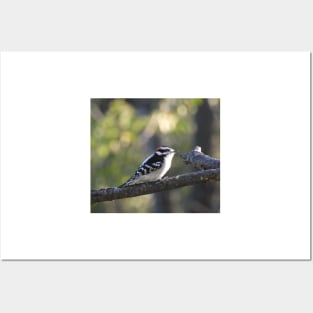 Downy woodpecker, wild birds, wildlife photography Posters and Art